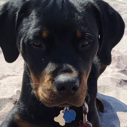 Rottweilers from Vom Haus Bradford
