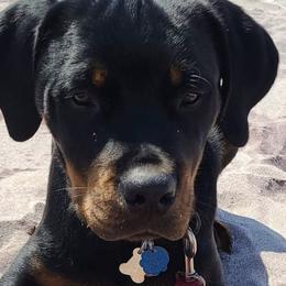 Rottweilers from Vom Haus Bradford