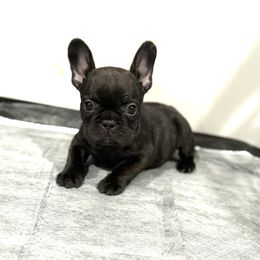 Betty - Brindle female French Bulldog puppy in Joplin, Missouri from Tilly’s Frenchies