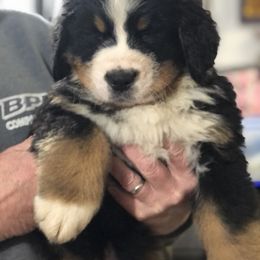Bernese Mountain Dog Puppies from Humble Hearts Bernese