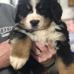 Bernese Mountain Dog Puppies from Humble Hearts Bernese