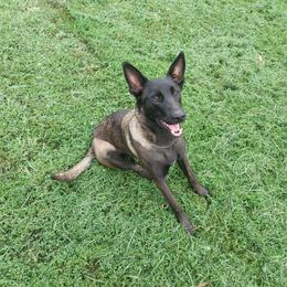 Raven - Black sable female Belgian Malinois puppy in Elizabethton, Tennessee from Forever Family K9