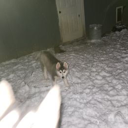 Siberian Husky Puppies from Spirit of the Moon Siberians