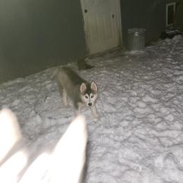 Siberian Husky Puppies from Spirit of the Moon Siberians