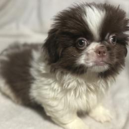 Pekingese, Poodle, and Shih Tzu Puppies from Happy puppies