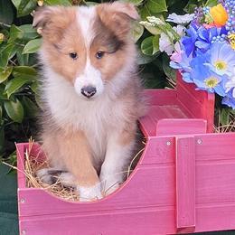 Liam - Sable merle and white male Shetland Sheepdog puppy in Altha, Florida from Hill Top Shelties