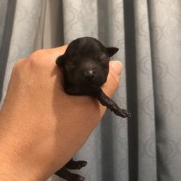 Boy 1 - male Poodle puppy in Hilo, Hawaii from Premium Teacup Puppy of Hawaii