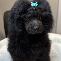 AKC CH Champion Sired Madeline Show Potential Toy DNA Tested OFA Certified Lines - Black female Poodle puppy in Jacksonville, Alabama from Abounding Poodles