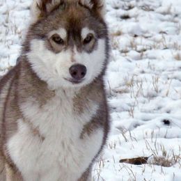 Shiba Inu and Siberian Husky Puppies from Mirage Siberians