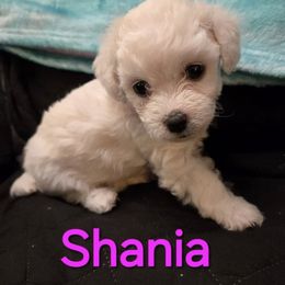Australian Cattle Dog and Maltipoo Puppies from Cowgirl's Legacy