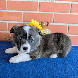 Bernadette - Brindle and white female American Corgi puppy in Shawnee, Oklahoma from Sunray Ranch