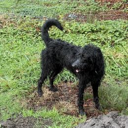 Labradoodles from LG Labradoodles