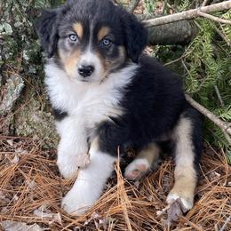 Boy 6 - Black tri-color male Australian Shepherd puppy in Tekonsha, Michigan from Cottage Farm Aussies