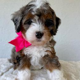 Guardian Home Opportunity: Platinum - Blue merle female Bernedoodle puppy in Concord, California from Golden State Good Dogs