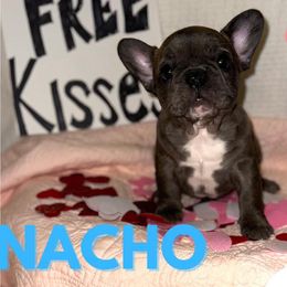 French Bulldogs from Seven Blessings Frenchies