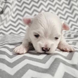 Nelly - White female Maltese puppy in Austin, Texas from Austin Maltese Babies