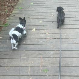 Dachshund Puppies from Army of Dachshunds
