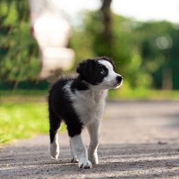 Border Collie Puppies from High Point Border Collies