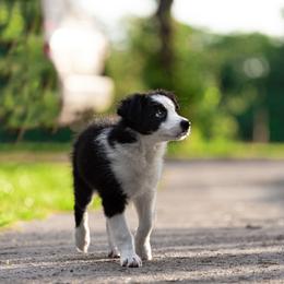 Border Collie Puppies from High Point Border Collies