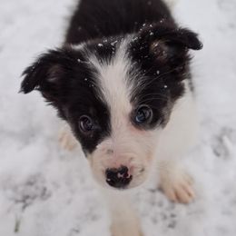 Rune - Tri-color Border Collie puppy in Olive Hill, Kentucky from SaturnMoon MAS & BC
