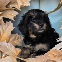 Venus - Black tri-color female Aussiedoodle puppy in Prescott Valley, Arizona from Ramirez Family Doodles