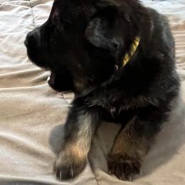 Girl 3 yellow - Black and red female German Shepherd puppy in Sharon Grove, Kentucky from Julie’s Shepherds