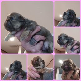 Girl 2 - Chocolate and tan female Shih Tzu puppy in Houston, Texas from Shih Tzu Houston