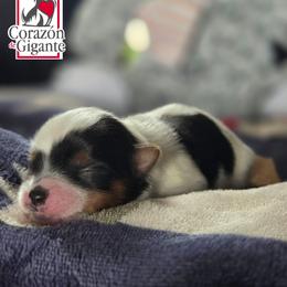 Mr. Grinch - Black tan and white male Biewer Terrier puppy in California from Corazon de gigante