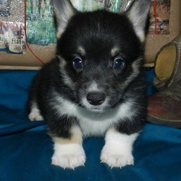 Pembroke Welsh Corgi Puppies from Wild West Corgis of Texas