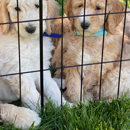 Goldendoodle and Poodle Puppies from Funny Farm Doodles