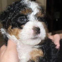 Bernedoodles and Goldendoodles from Daintydoodles