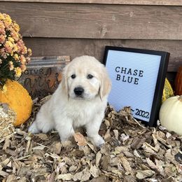 Golden Retriever Puppies from Sunkissed Retrievers