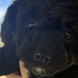 Goldendoodles from Hall Family Doodle Ranch