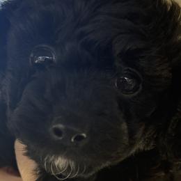 Goldendoodles from Hall Family Doodle Ranch