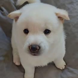 AKC Frosty - Cream male Shiba Inu puppy in Jensen Beach, Florida from ScrapiShibas