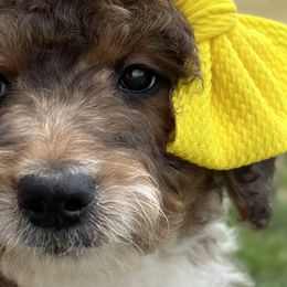 Girl 1 - Parti Goldendoodle puppy in Blanchard, Oklahoma from I Dream of Doodles