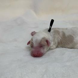 Zaya - Brown and white female Sheepadoodle puppy in Los Angeles, California from Exquisite Doodles