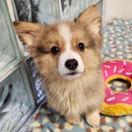 Tan Boy 2 - White and red male Pembroke Welsh Corgi puppy in Bay Area, California from MJ's Corgis