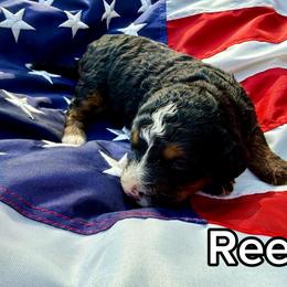 Reef - Tri-color male Bernedoodle puppy in Townville, South Carolina from Copper Creek Bernedoodles