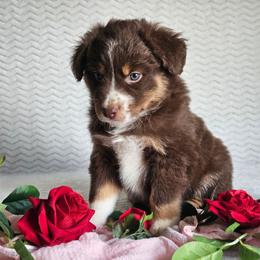 Ruby - Red tri-color female Australian Shepherd puppy in Mountain Grove, Missouri from K Bar H Farms