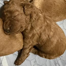 Zoey - Apricot female Goldendoodle puppy in Centralia, Missouri from Oodles Of Doodles Mo.