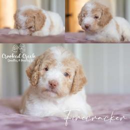 Firecracker - Parti male Goldendoodle puppy in Woodruff, South Carolina from Crooked Creek Doodles and Poodles