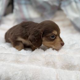 Boy 1 - Chocolate and tan male Dachshund puppy in Decatur, Mississippi from KP Dachshunds