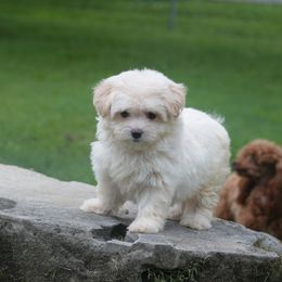 Emily - Champagne female Maltipoo puppy in Bowling Green, Kentucky from Denise Clark