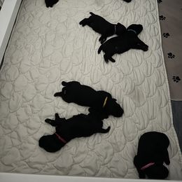 Kerry Blue Terrier Puppies from Costerra Kerry Blue Terriers