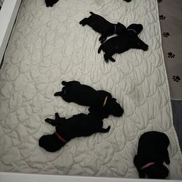 Kerry Blue Terrier Puppies from Costerra Kerry Blue Terriers