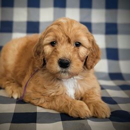Winifred Sanderson - Red  female Goldendoodle puppy in Coarsegold, California from Hobbit Hollow Acres