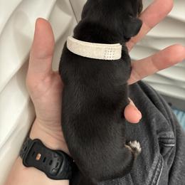 Dachshund Puppies from Mavericks Mini Dachshunds