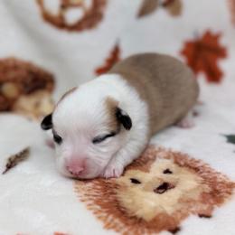 Twix - Red male Pembroke Welsh Corgi puppy in Columbia, Tennessee from Wiggle B Ranch Corgis