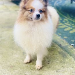 Pomeranian All Grown Up from Plush Pomeranians